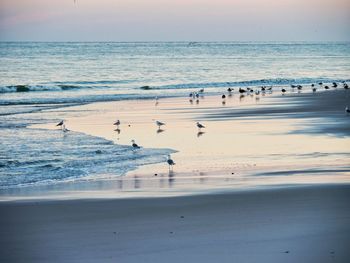 Flock of birds on beach early morning 