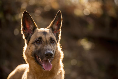 Close-up portrait of dog