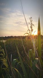 Scenic view of field against sky at sunset