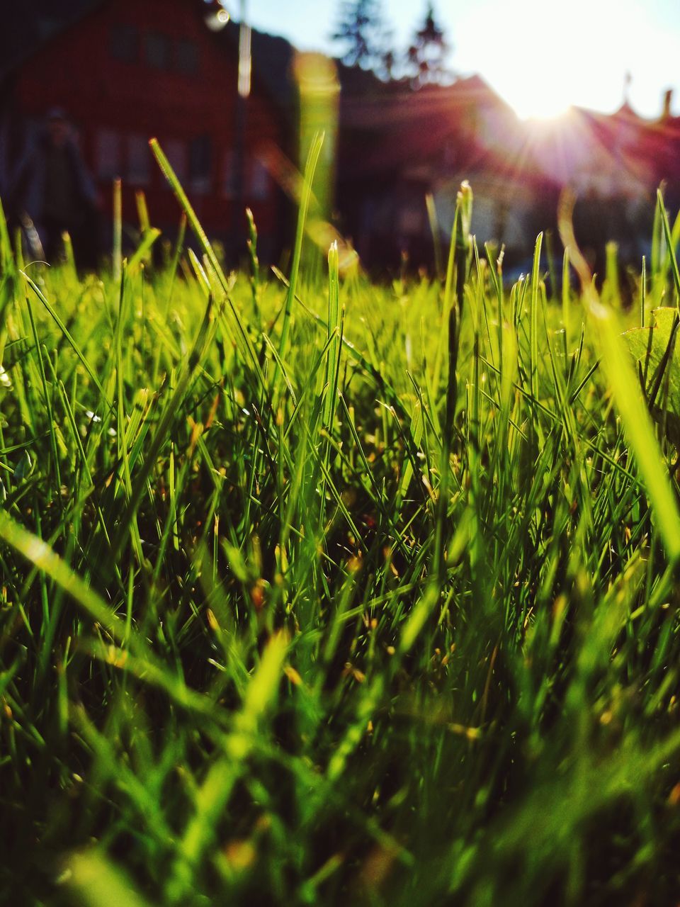 green color, grass, plant, growth, selective focus, nature, field, land, sunlight, day, close-up, no people, beauty in nature, outdoors, tranquility, blade of grass, surface level, freshness, lens flare, sunbeam, dew