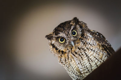 Close-up of a bird