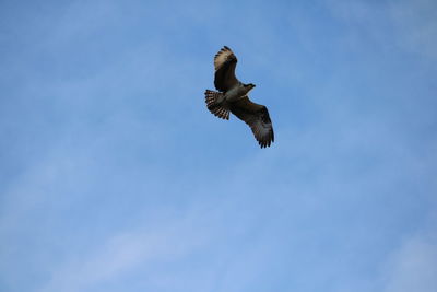 Low angle view of eagle flying against clear sky