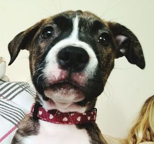 Close-up portrait of dog