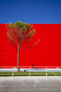 Red tree by road against clear sky