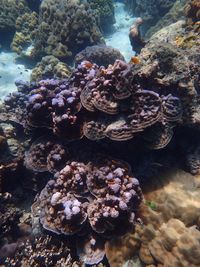 Close-up of coral in sea