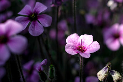 Close-up of purple flowers blooming outdoors