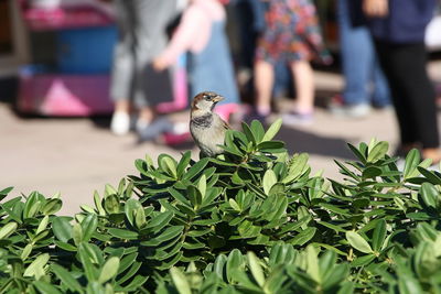 Close-up of bird perching on a plant