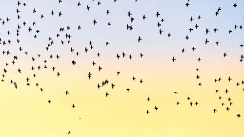 Low angle view of birds flying in sky