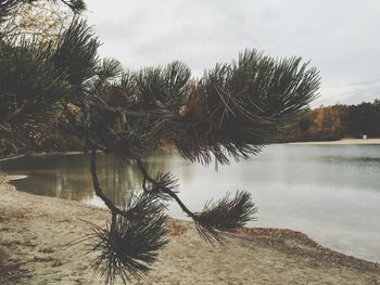 Reflection of trees in lake