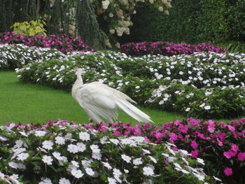 View of white flowering plants in park