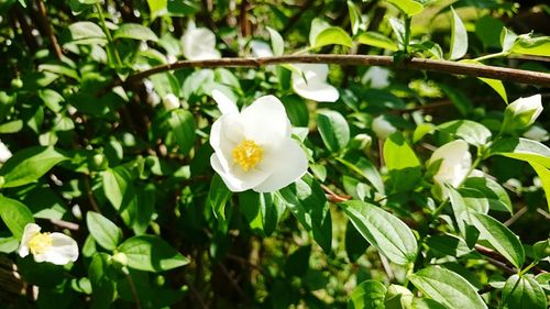 Close-up of white flowers blooming outdoors