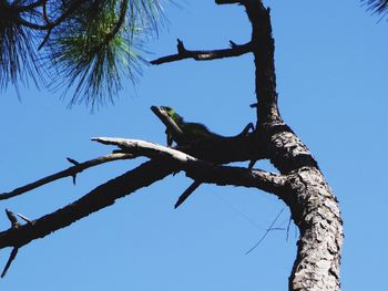 Low angle view of an iguana  perching on tree against clear blue sky