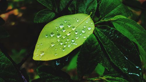 Close-up of wet plant leaves