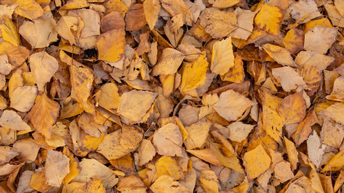 Full frame shot of yellow autumn leaves