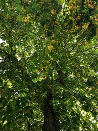 Low angle view of tree against plants