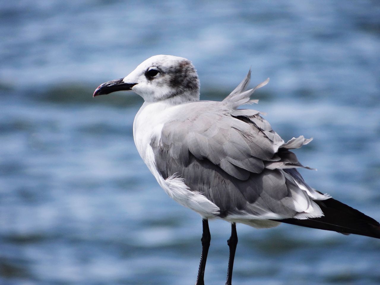 bird, animal themes, animals in the wild, one animal, wildlife, focus on foreground, seagull, zoology, perching, nature, water, beak, day, beauty in nature, tranquility, riverbank, sea