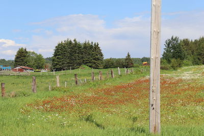 Trees on field against sky