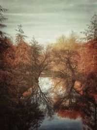 Trees in forest against sky during winter
