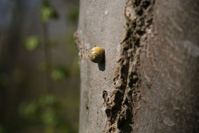 Close-up of snail on tree trunk