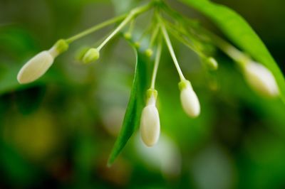 Close-up of white flowers