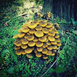 Close-up of fungus growing on tree in forest