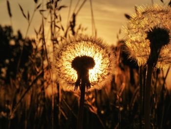 Close-up of dandelion in field