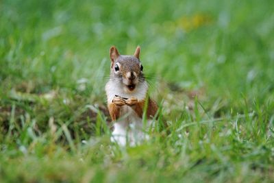 Eurasian red squirrel on grassy field