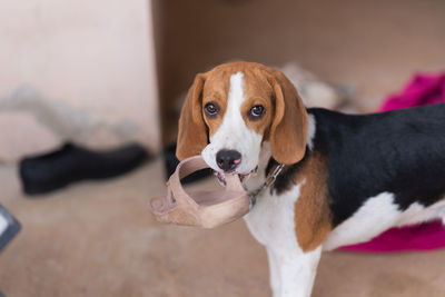 Portrait of dog carrying footwear in mouth