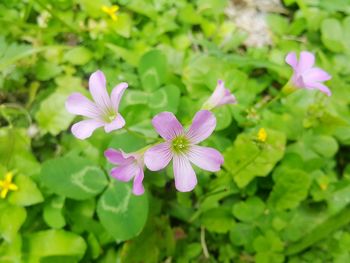 Close-up of flowers blooming outdoors