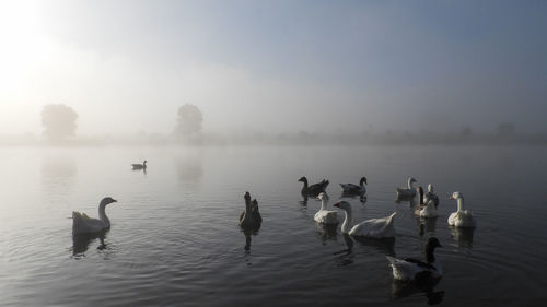 Swans swimming in lake against sky