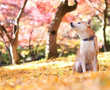 Dog looking away