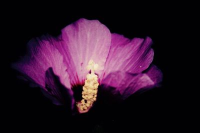 Close-up of pink flower over black background