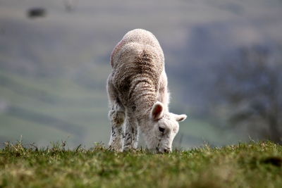 Sheep grazing in a field