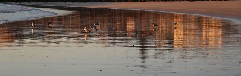 View of birds on the beach