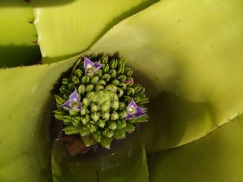 Close-up of succulent plant