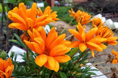 Close-up of orange flowers blooming outdoors