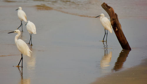 Bird on lake