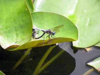 Close-up of insect on plant