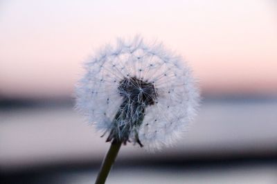 Close-up of dandelion on plant