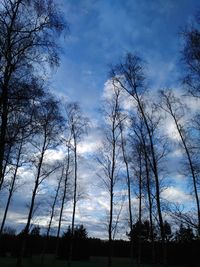 Low angle view of trees against sky