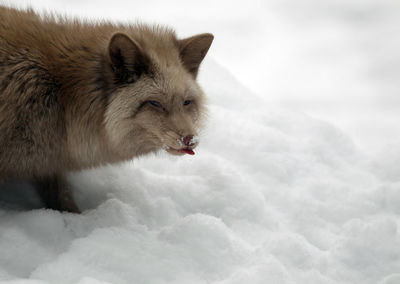 Squirrel on snow covered landscape against sky