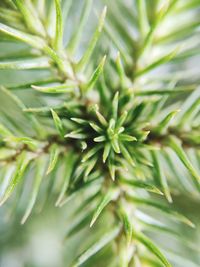 Close-up of pine tree