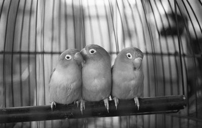 Close-up of objects for sale