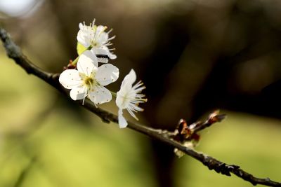 Close-up of white cherry blossom tree