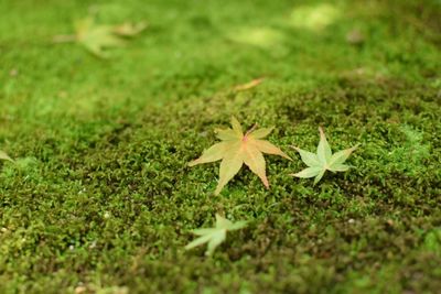 Close-up of leaves on grassy field