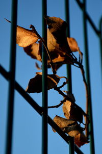 Low angle view of dried leaf on metal fence