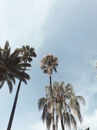 Low angle view of palm trees against sky