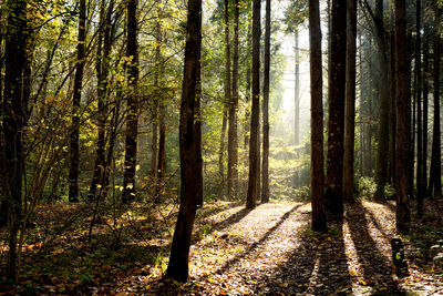 Trees growing in forest