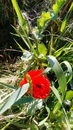 Close-up of red flowers