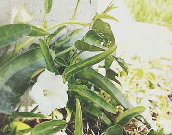 Close-up of white flowers blooming outdoors